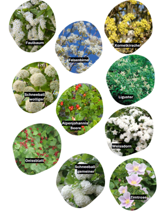 Div. Sträucher 2024